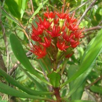 Lumnitzera littorea (Jack) Voigt